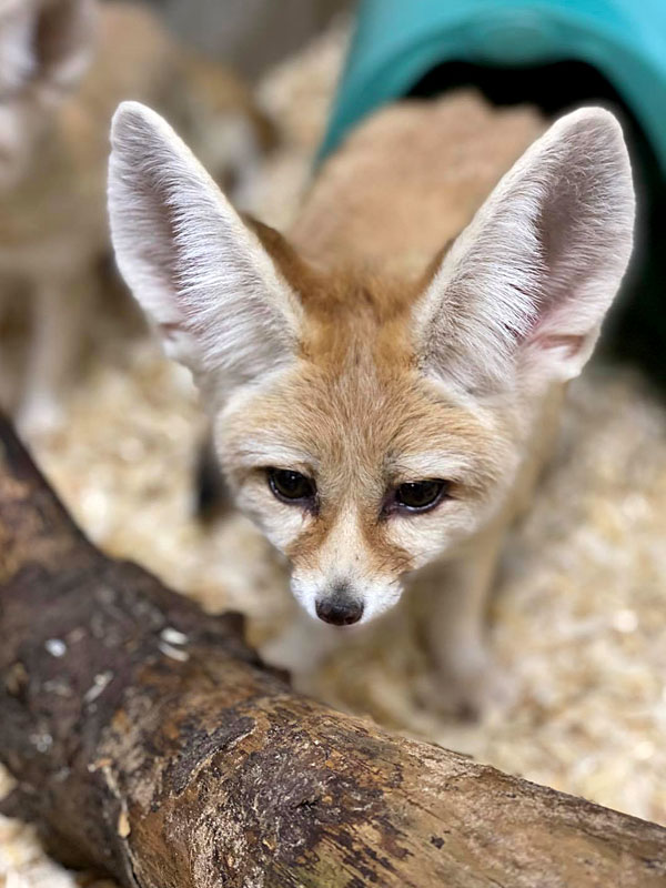  Fennic fox at GarLyn Zoo